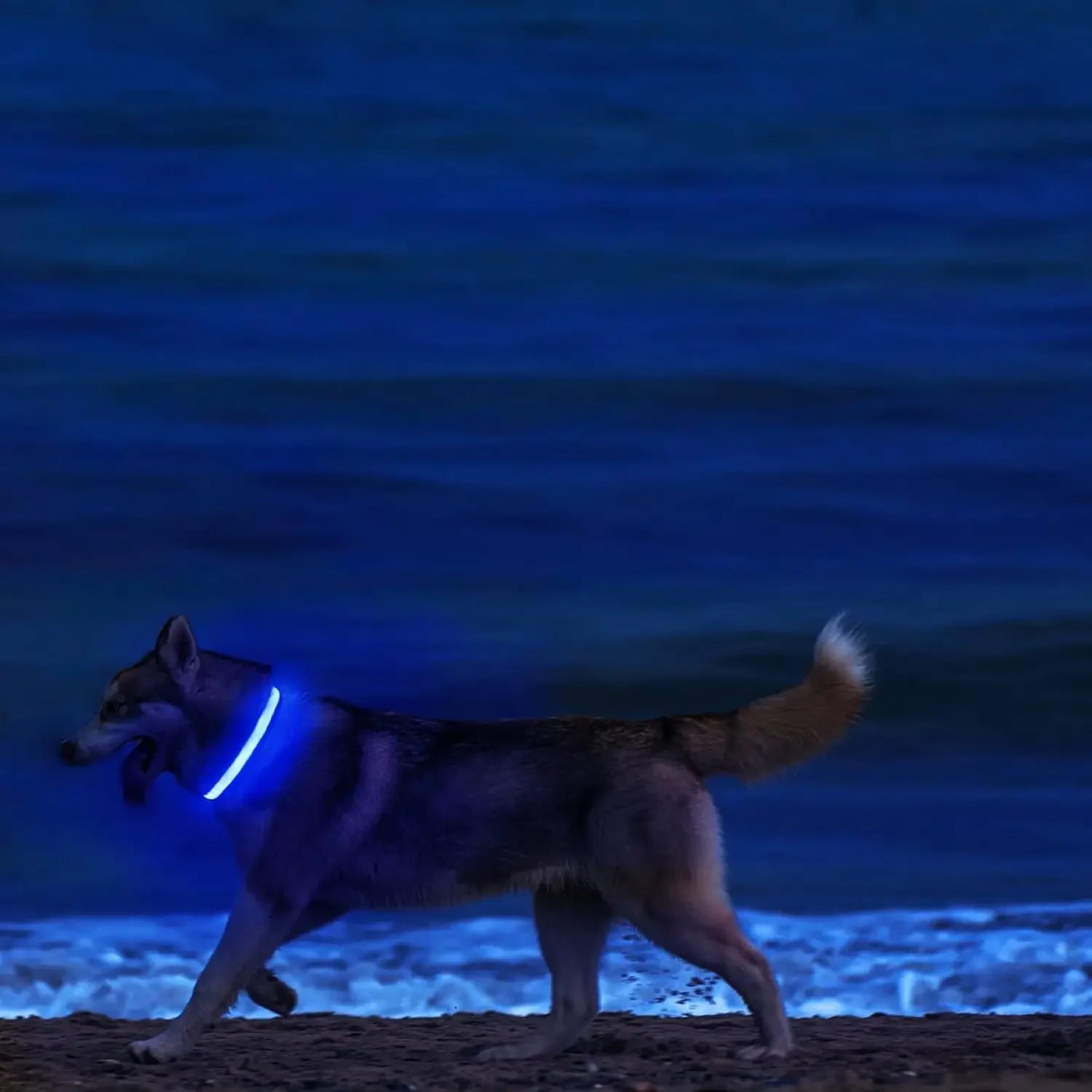 Light up LED Pet Dog Collar Safety Night Walking Flashing Glow in the Dark LED Pet Dog Battery Collar Small Medium Large Dog